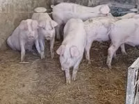 Schweine (Partie, Geschlecht nicht angegeben), Schweine — Foto 1