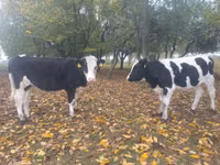 بقرة, Russian Black pied cattle — الصورة 3