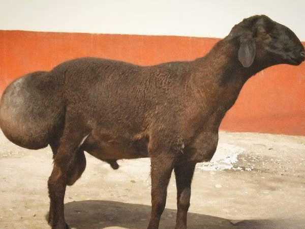 Widder, Schafe — Usbekistan