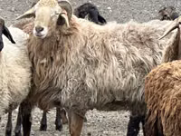 Ram, Sheep — photo 5