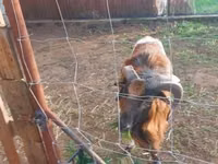 Қошқар, Cameroon sheep — 1-сурет