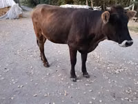 Kuh, Swiss cattle — Foto 1