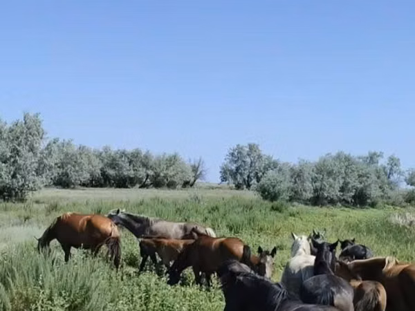 Stute, Pferde — Kasachstan