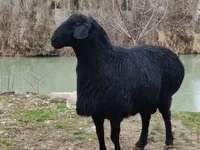 كبش, Hissar sheep — الصورة 1