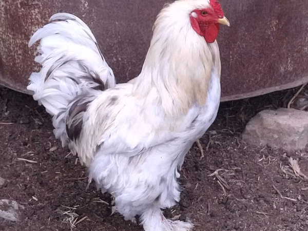 Brahma
