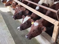 Сиыр, Swiss cattle — 1-сурет