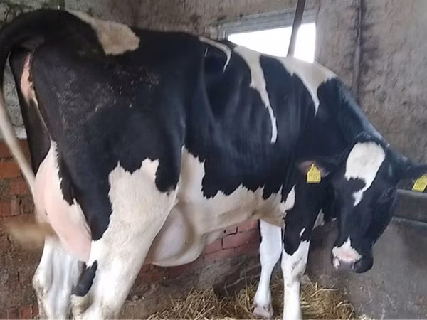 بقرة, Russian Black pied cattle