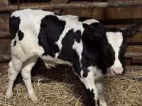 Toro, Russian Black pied cattle — foto 3