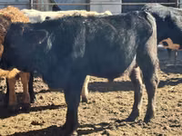 Bulle, Aberdeen-Angus — Foto 1