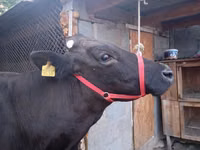 Сиыр, Swiss cattle — 4-сурет