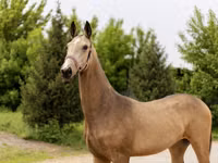 Stute, Akhal-Teke — Foto 1
