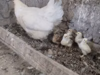 Chickens — الصورة 4
