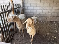 نعجة, الأغنام — الصورة 4