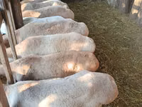 كبش, Edilbay sheep — الصورة 2