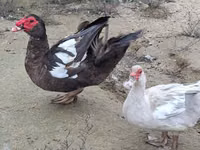 Geese — 3-rasm