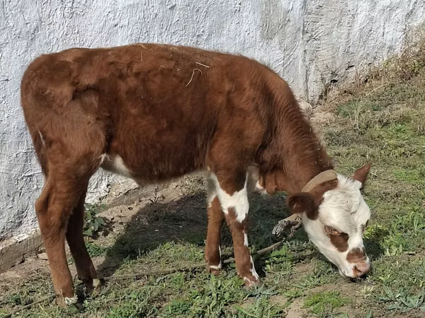 公牛, Kazakh White-headed cow — 哈萨克斯坦
