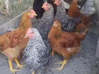 Chickens — Foto 2