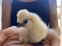 Silkie — photo 3