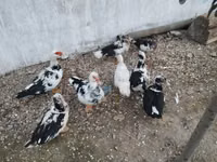 Ducks — الصورة 1
