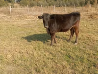 गाय, Swiss cattle — फ़ोटो 1