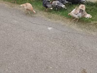 Turkeys — फ़ोटो 4