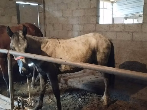 Hengst, Horse breed — Kirgisistan