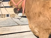 بقرة, البلجيكية الزرقاء — الصورة 2