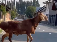Widder, Karakul sheep — Foto 1