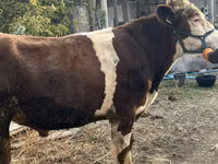 Bulle, Simmental cattle — Foto 4