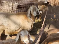 Widder, Arashan sheep — Foto 1