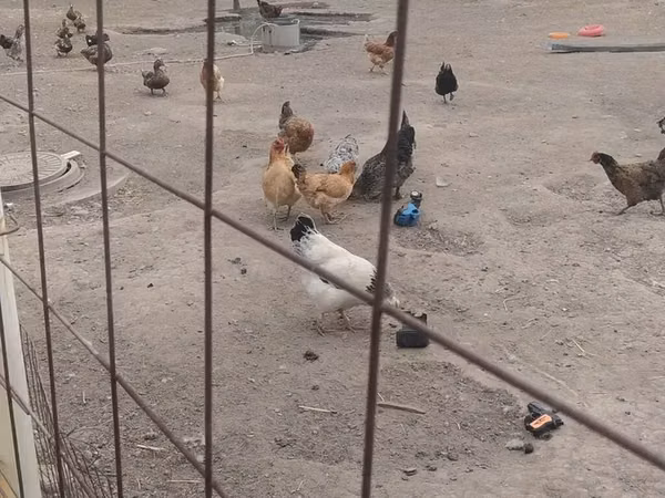 Chickens — Kirgisistan