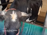 गाय, Simmental cattle — फ़ोटो 1