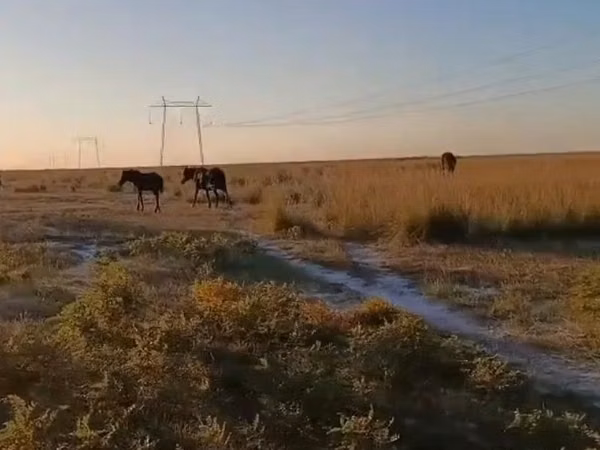 حصان, الخيول