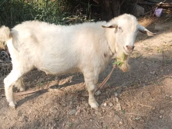 Ziege, Saanen goat