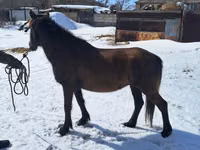 Toychoq, Kazakh horse — 3-rasm