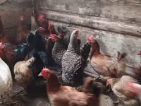 Chickens — الصورة 1