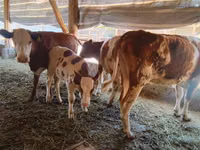 Bull, Simmental cattle — photo 1