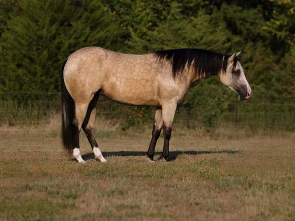 Toychoq, Quarter Horse