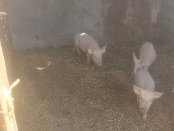 Eber, Schweine — Kasachstan