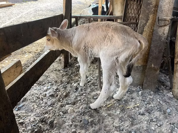 母牛, Swiss cattle — 吉尔吉斯斯坦