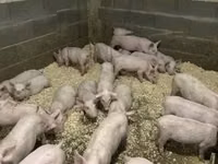 خنزير ذكر — الصورة 2