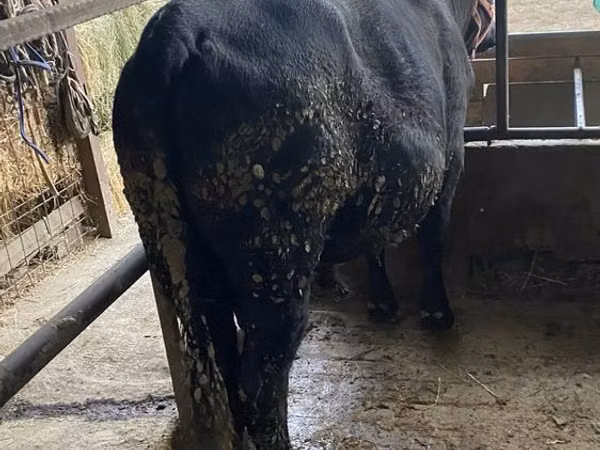 Buqa, Aberdin – Angus