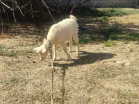母山羊, Goats — 照片 3
