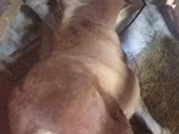 Mare, Haflinger