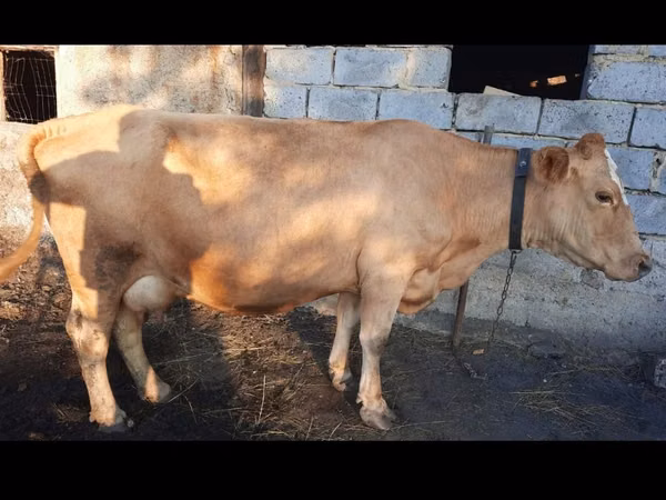 गाय, Swiss cattle — कज़ाखस्तान