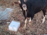 تيس, Alpine goat — الصورة 1