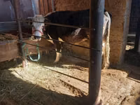 Kuh, Russian Black pied cattle — Foto 5