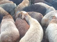 Қошқар, Edilbay sheep — 1-сурет