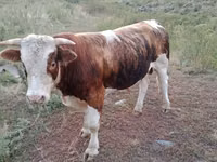 ثور, Simmental cattle — الصورة 1