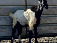 Cabro, Nubian Goat — foto 2